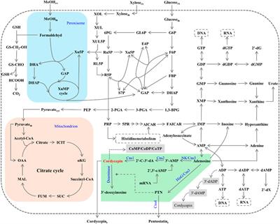 Prospects for cordycepin biosynthesis in microbial cell factories